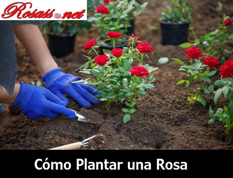 cómo plantar una rosa