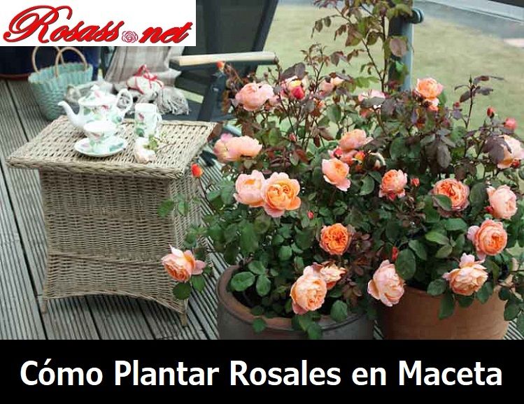 como plantar rosales en macetas