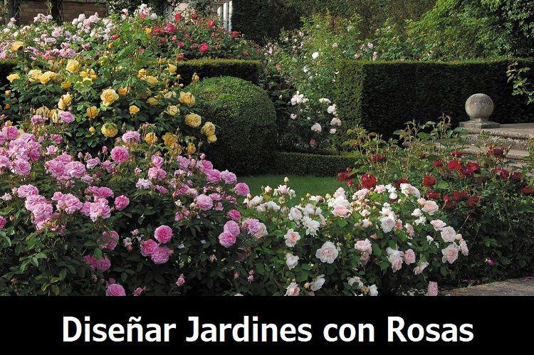 diseñar un jardín con rosales