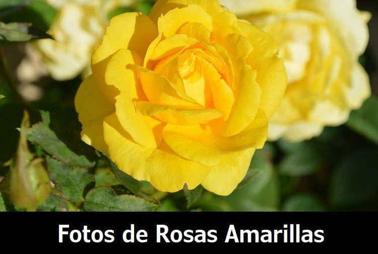 imagenes y fotos de rosas amarillas bonitas