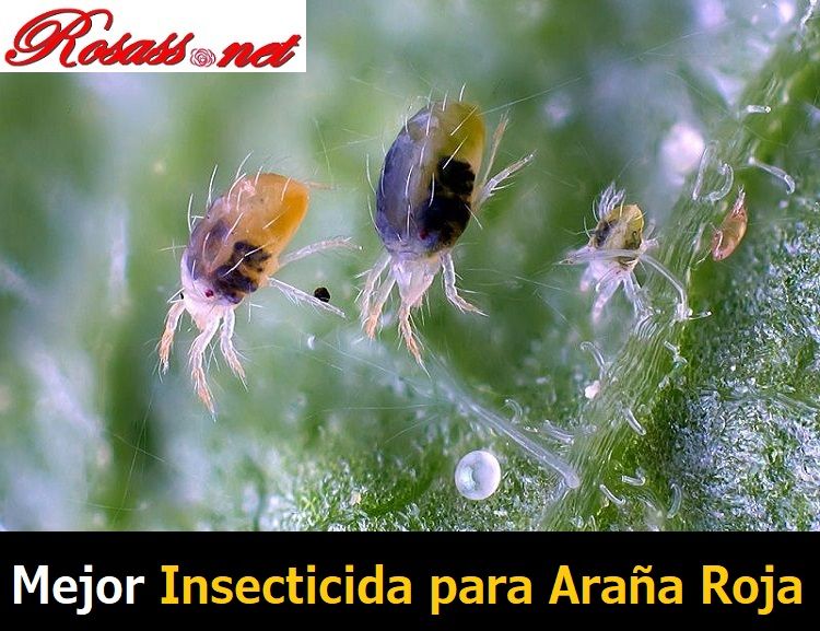 mejor insecticida para araña roja