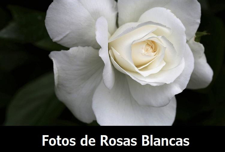 mejores imagenes de flores blancas rosas