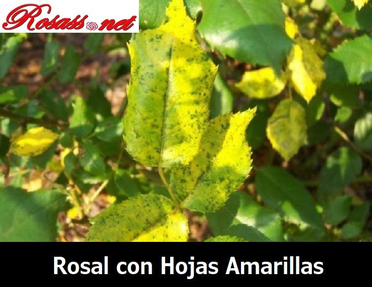 solución rosal con hojas amarillas