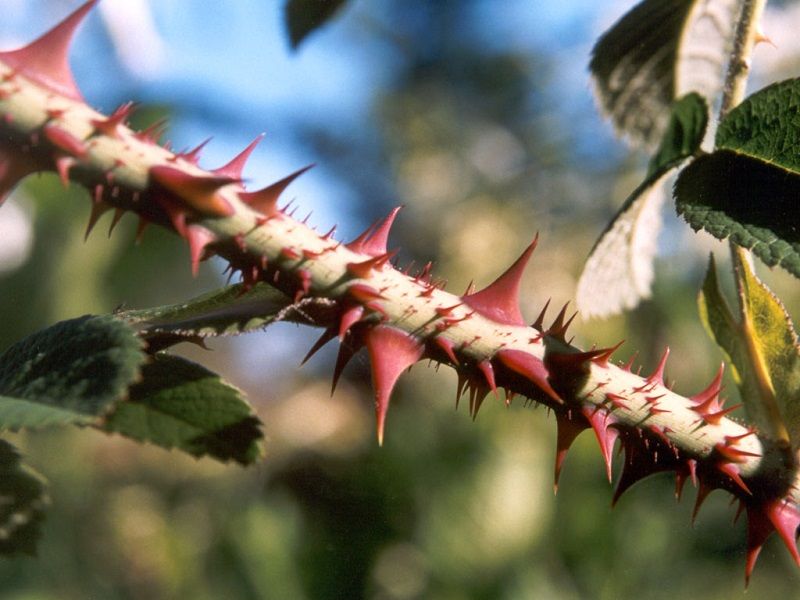 las rosas tienen espinas