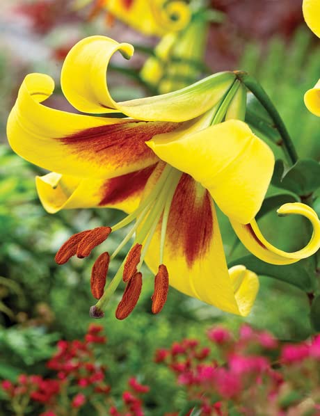 Bulbos de Flores - Lirios - Azucenas - Lilium (1 X Lirio AMARILLO gigante - Lilium O.T.)