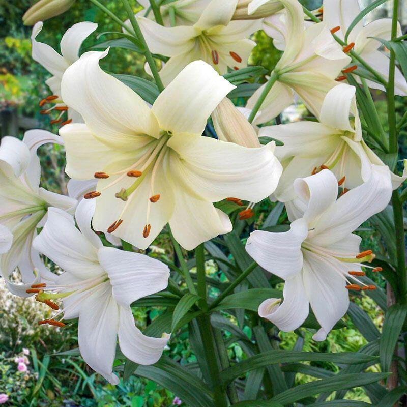 flores-blancas-de-lilium