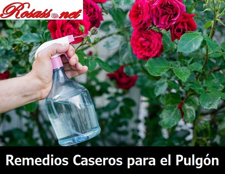 remedios caseros para el pulgón