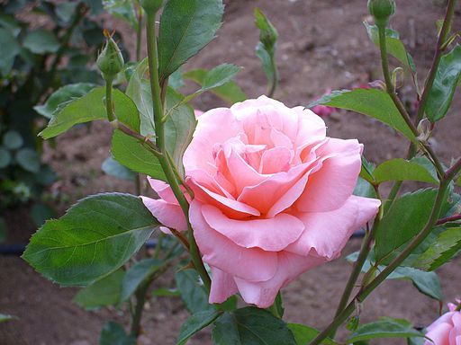 rosa grandiflora queen elizabeth
