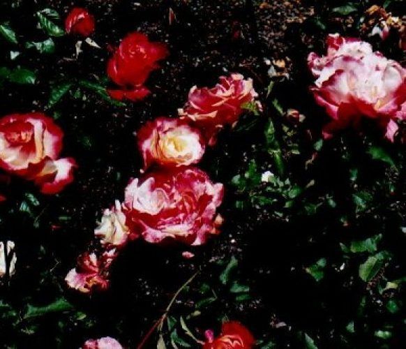 arbusto de rosas double delight