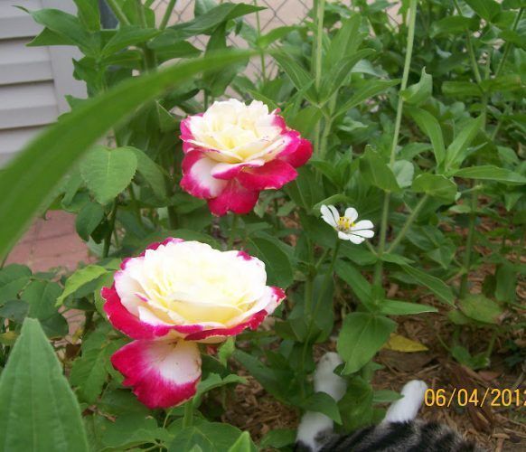 rosa double delight en el jardín