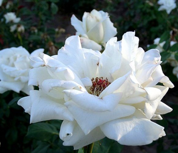 rosal blanco de rosa pascali abierta