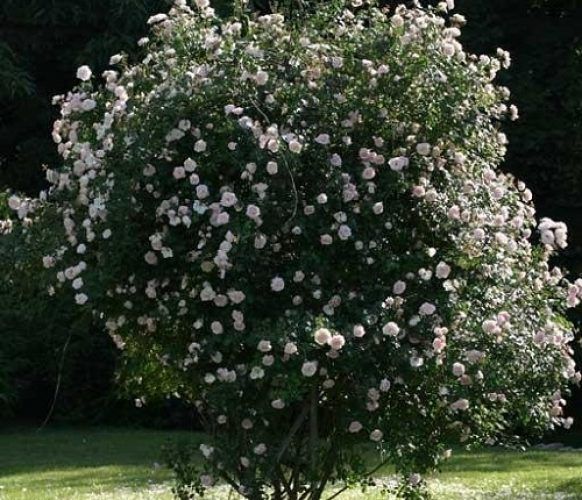 rosa pascali arbusto de gran tamaño
