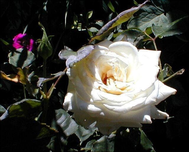 rosa pascali blanca abierta