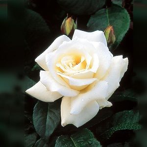 rosa pascali ficha. rosas blancas