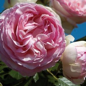 rosa pierre de ronsard, ficha