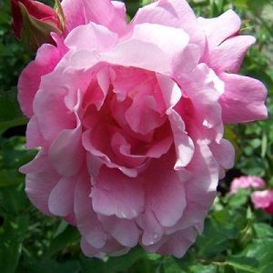 rosa madame gregoire staechelin ficha