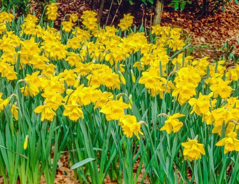 Narciso. Cuidados, Cultivo y Reproducción