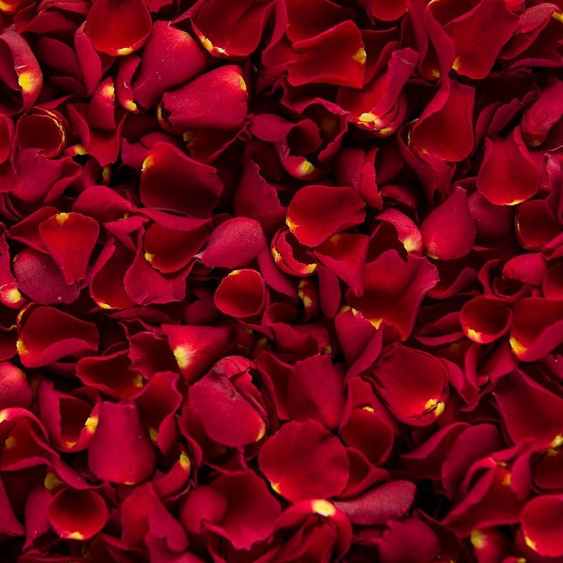 Pétalos Rojos de Rosa - Ideas Originales Flormoda