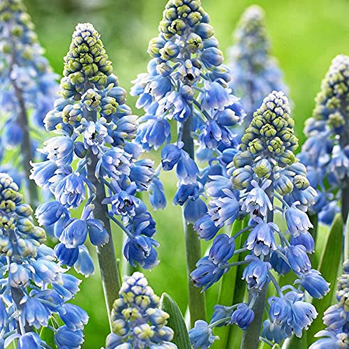 10x Muscari Bulbos de Jardin Bulbos de Flores primavera Muscari Flores Bulbos Muscari Artist