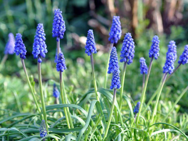 ficha muscari armeniacum