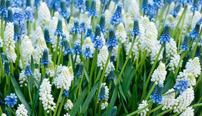 flor muscari armeniacum blanca y azul