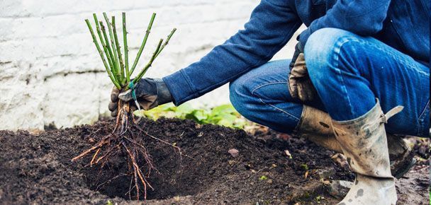 como plantar rosales y rosas, cavar un hoyo en el jardín, cuidados de las rosas. Comprar rosales por internet a raíz desnuda