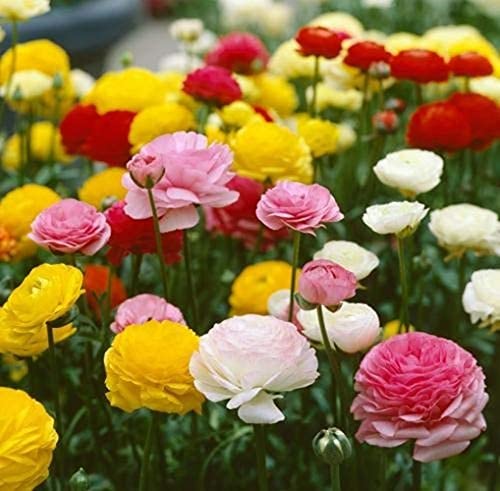 10 piezas de flores de ranúnculo para el jardín del hogar plantación de bricolaje bulbos de flores de ranúnculo vista única del jardín