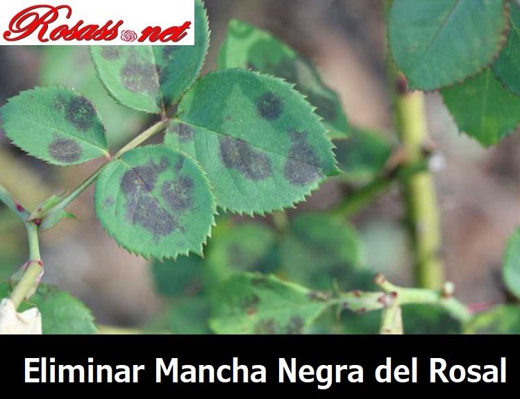 remedios contra la mancha negra del rosal