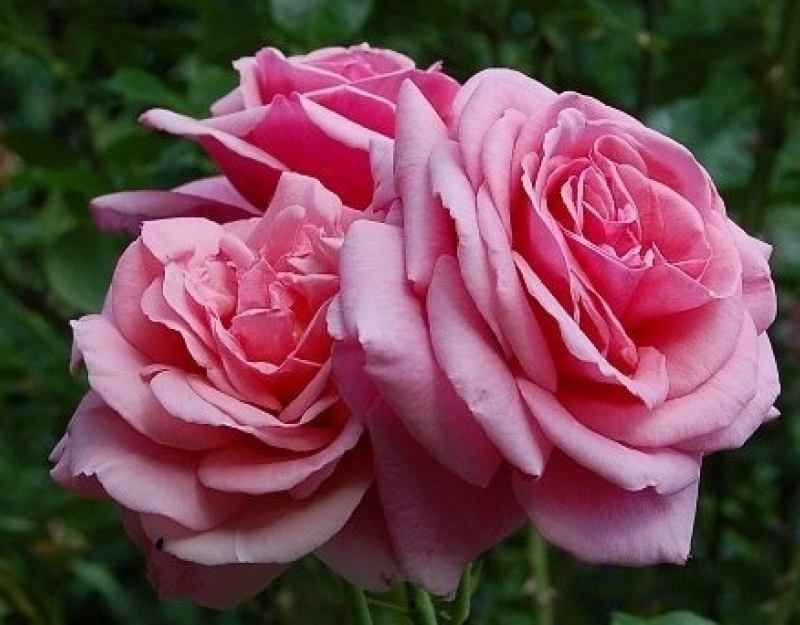 rosa alhoa, rosas rosas