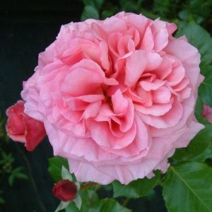 rosa aloha ficha