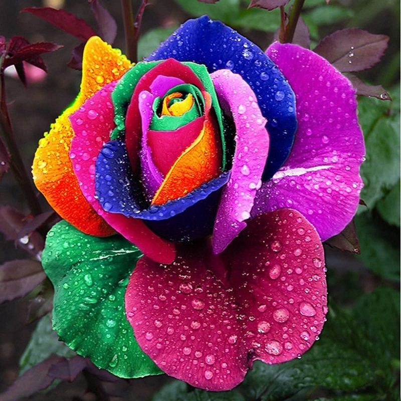 rosa arcoiris