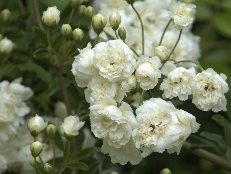 rosa banksiae, variedad lady banks