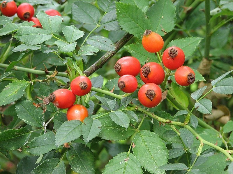 Rosa canina, escaramujos