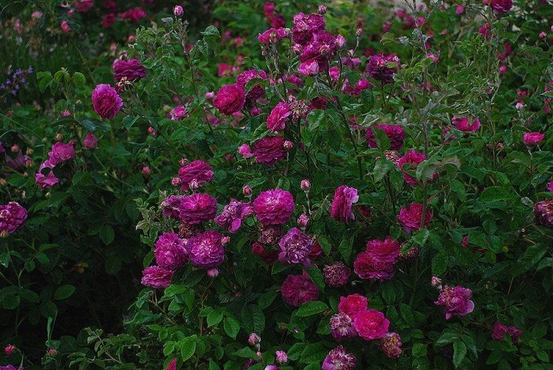 rosal cardinal de richelieu, rosas moradas