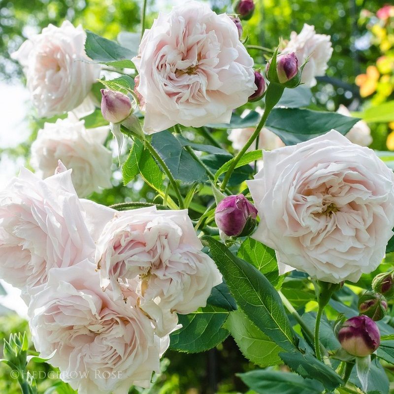 rosa bourbon comtesse de rocquigny