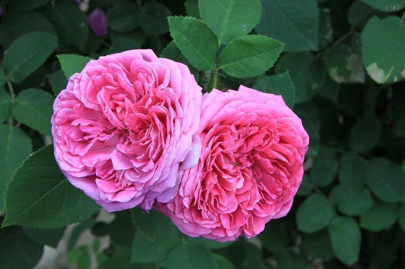 rosa damascena