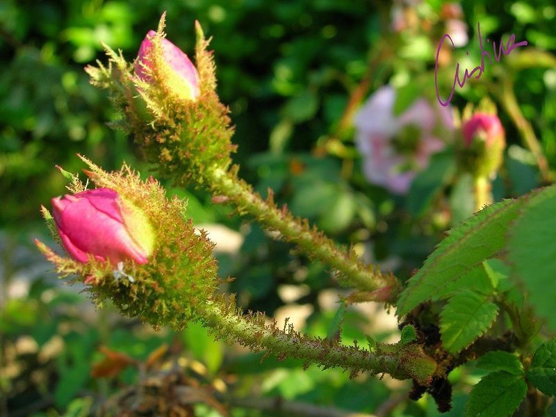 rosas musgosas