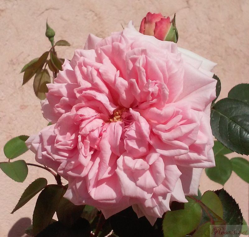 rosa eglantyne portada