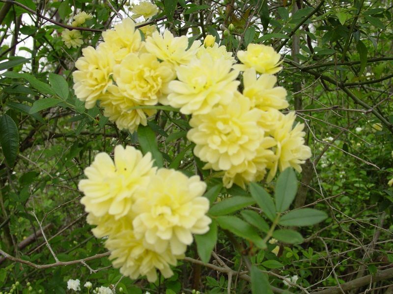 rosa banksiae amarilla