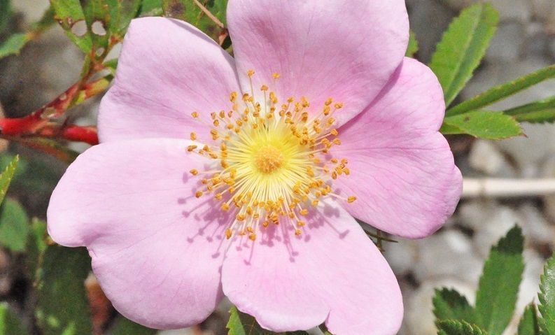 rosa virginiana ficha