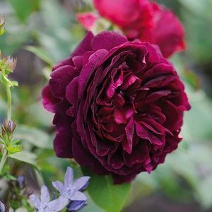 rosa munstead wood ficha