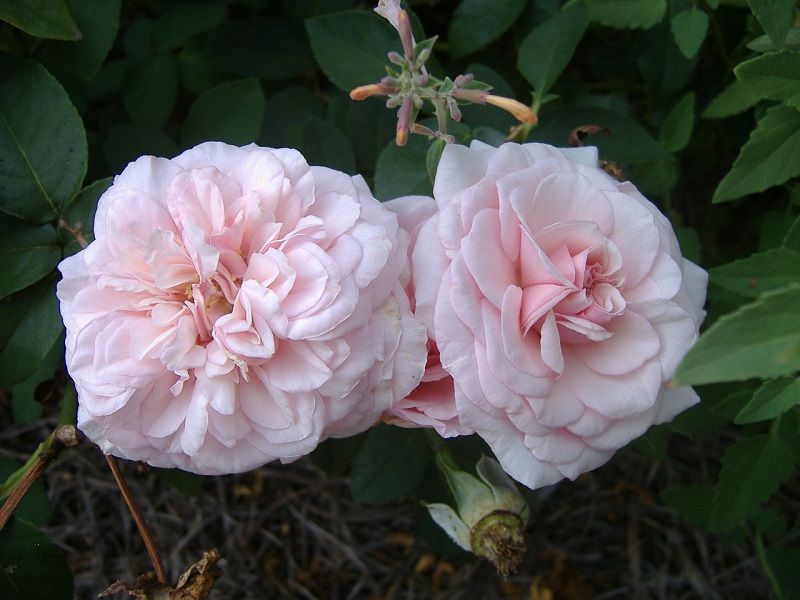 rosal souvenir de la malmaison