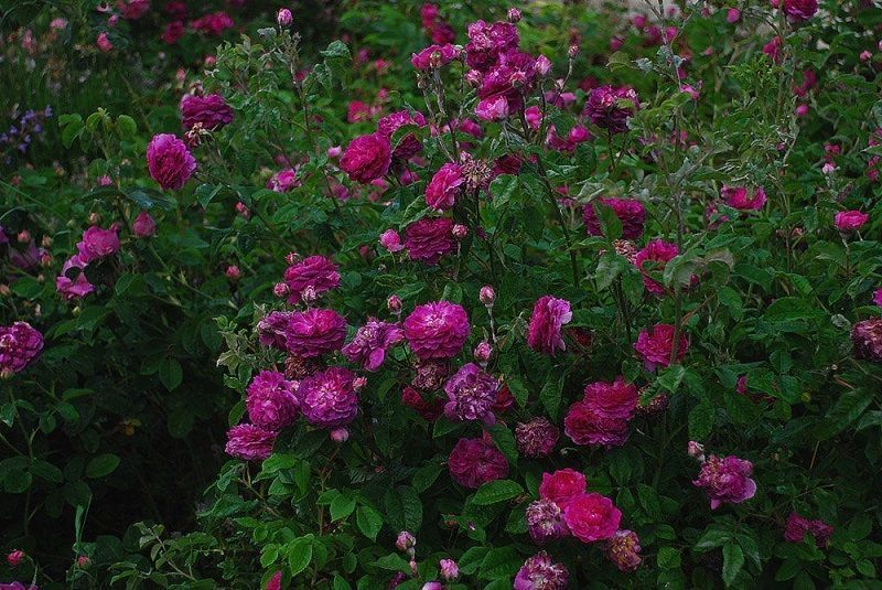 rosal cardenal richelieu, rosas moradas