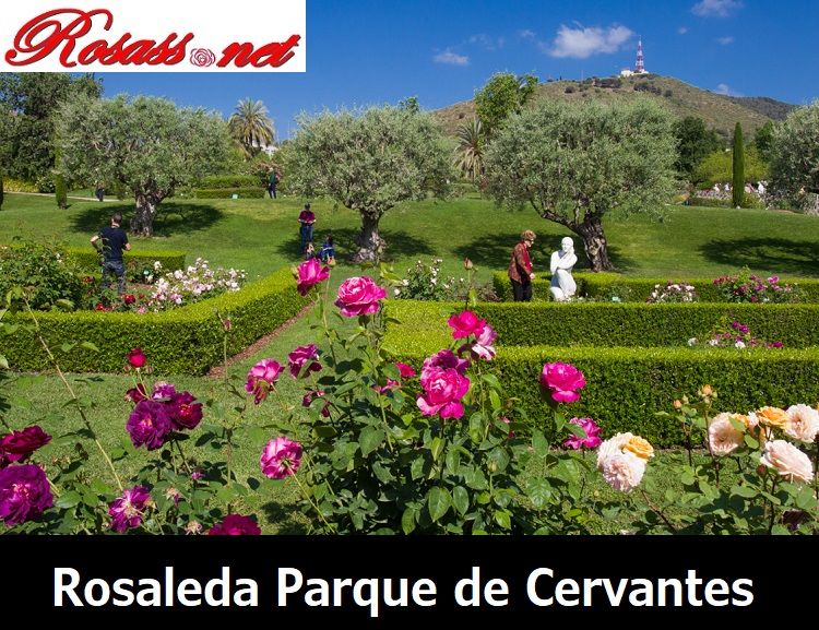 Jardines de rosas, la rosaleda del parque de cervantes en barcelona