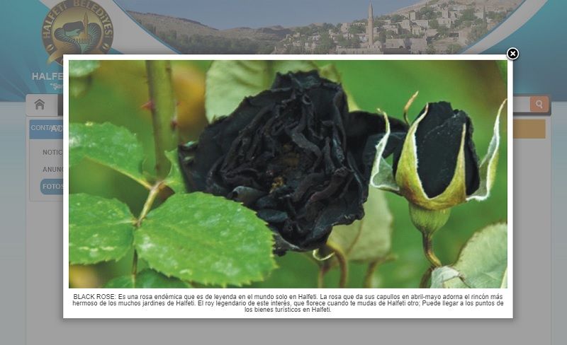 rosas negras de halfeti