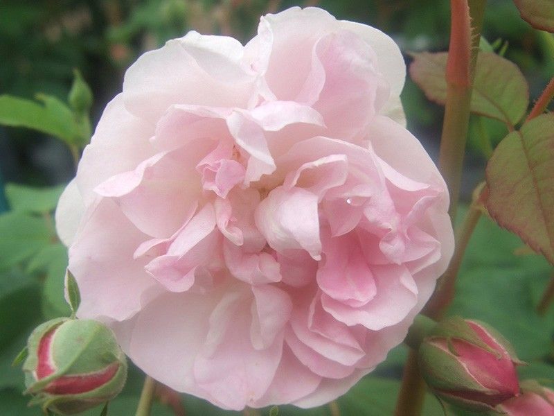 rosa blush noisette