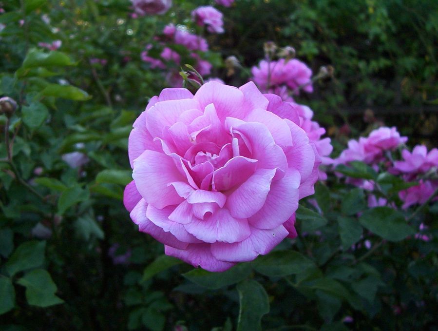 rosa chinensis