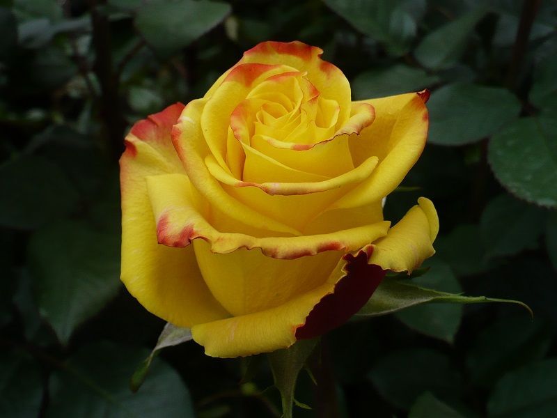 fotos de rosas amarillas