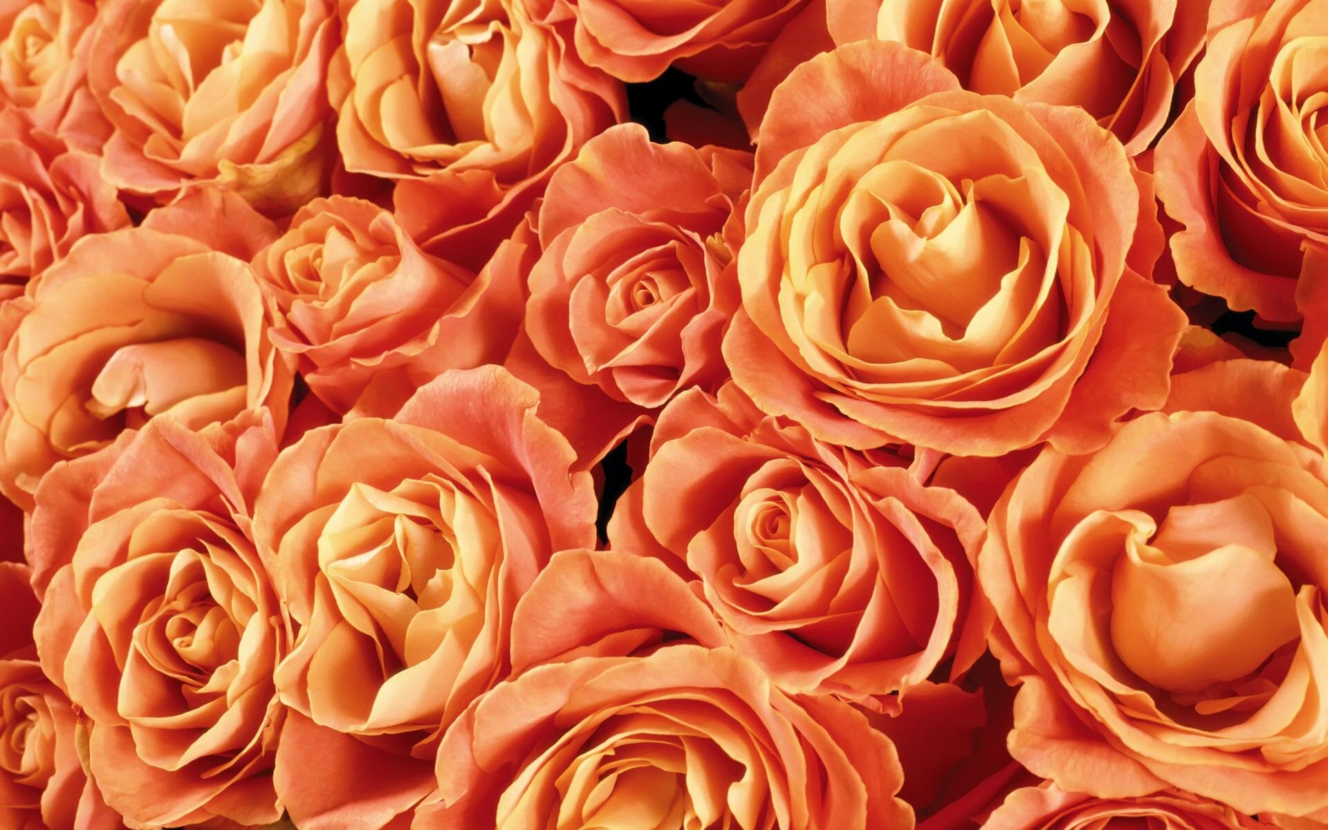 fotos de rosas, fondo de pantalla con rosas naranjas