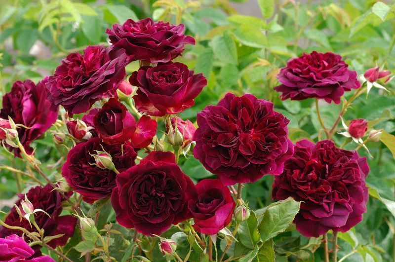 rosal munstead wood, rosas moradas